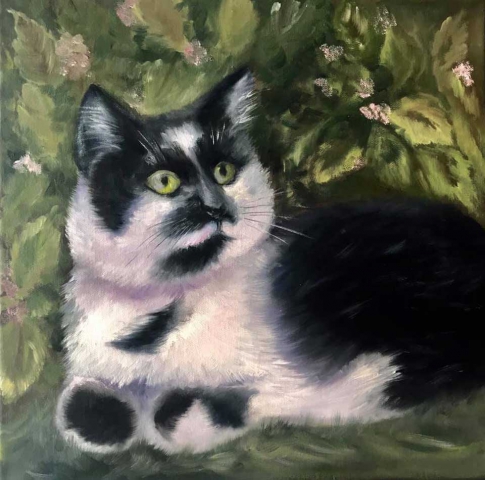 Black & White Cat